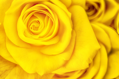 黄色玫瑰花瓣微距摄影