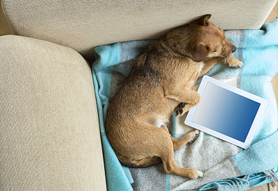 宠物狗与数字平板电脑