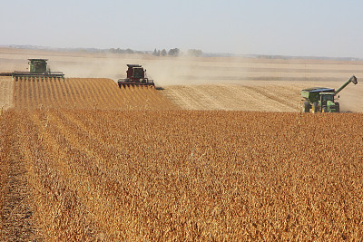 收割队覆盖爱荷华州的大豆田