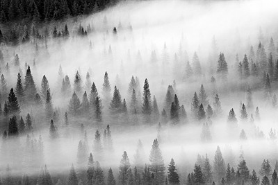 浓雾笼罩着山林
