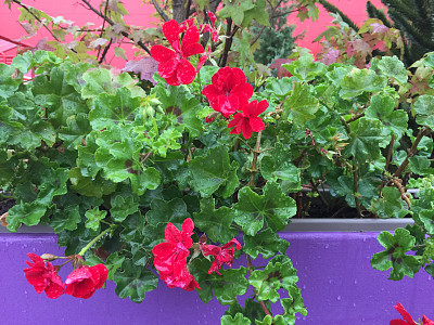 雨下花园中盛开的红天竺葵