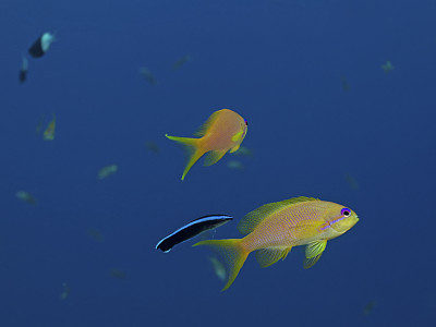 宝石鱼