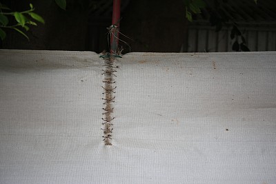 缝合
