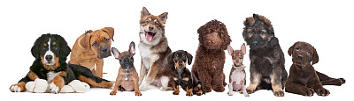 法国斗牛犬