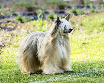 中国冠毛犬