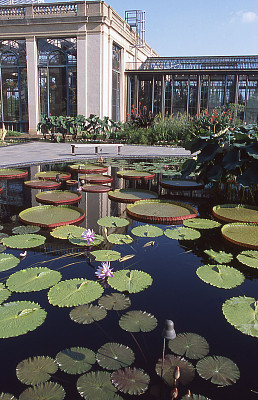 温室夏季水生池塘、睡莲和特拉华州温特图尔的花朵