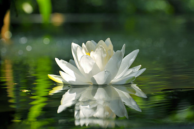 莲花