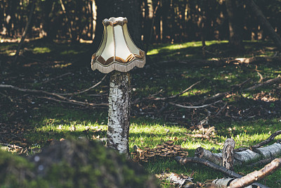 在森林的树干上的灯罩。
