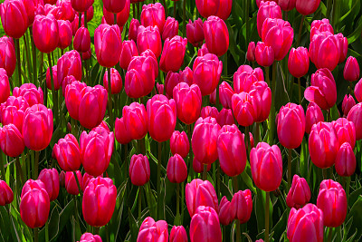 盛开的郁金香领域