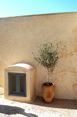 圣托里尼岛的橄榄树