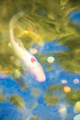 锦鲤和金鱼-池塘11的抽象照片