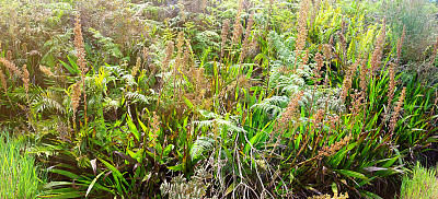 桌山山坡上的植物，包括当地的蕨类和百合