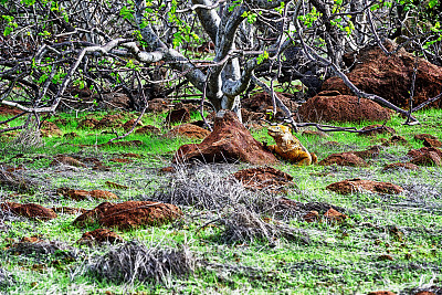 北西摩岛的加帕戈斯陆地鬣蜥