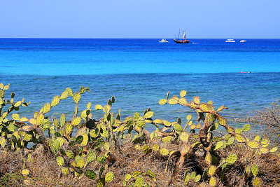 海滩有船和仙人掌植物，阿鲁巴-加勒比海