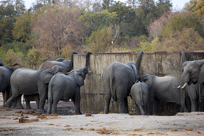 南非克鲁格国家公园的大象
