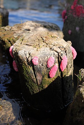 苹果蜗牛卵