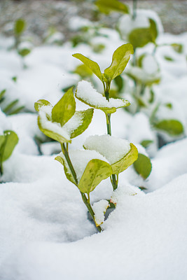 雪融化