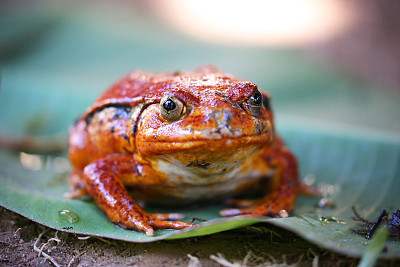 马达加斯加:曼塔迪亚国家公园的番茄蛙