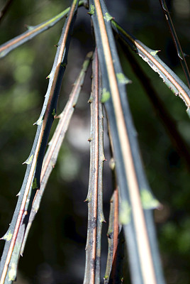 Lancewood (Horoeka)树差异焦点