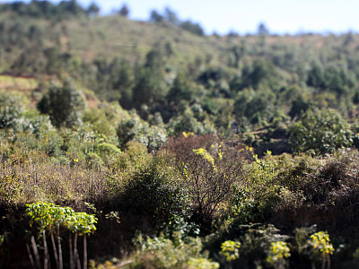 马达加斯加:曼塔迪亚国家公园热带雨林