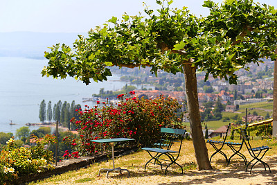风景如画的露台，在日内瓦湖附近的葡萄园，瑞士