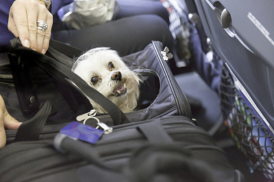 狗在飞机上旅行