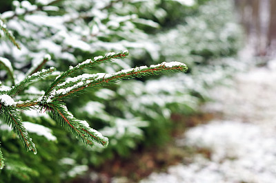 排着长队的雪杉树