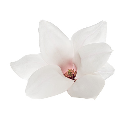 白色木兰花具粉红色雄蕊，孤立