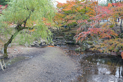 日本的秋叶和树叶
