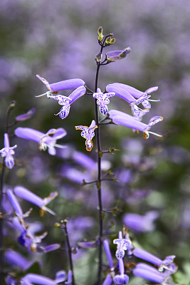 薰衣草花