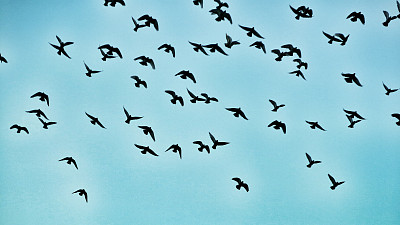 一群飞着白色光环的黑鸟剪影