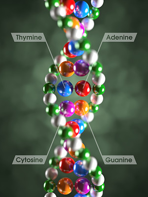 DNA分子xl+