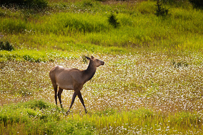 班夫国家公园的野生麋鹿