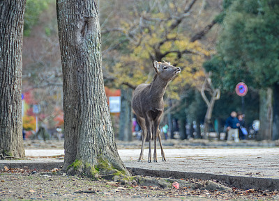 野鹿-奈良，日本