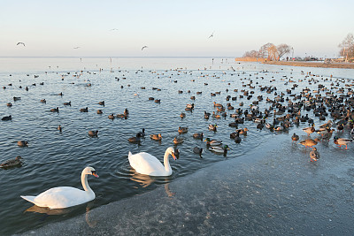 沉默的天鹅和野鸭在冰湖的水坑里