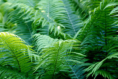 鸵鸟 Fern
