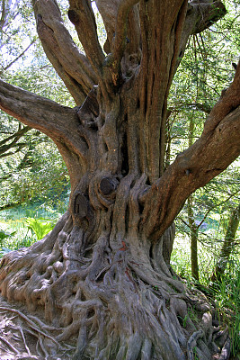 老树的树干和根