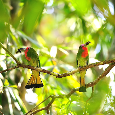 红胡子蜂虎的情侣恋人站在树枝上