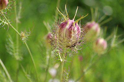 毛莨科葛缕子属香菜