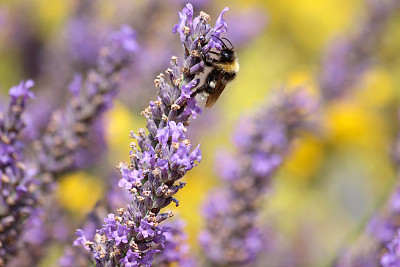 紫色的薰衣草花和大黄蜂采集花粉的图像