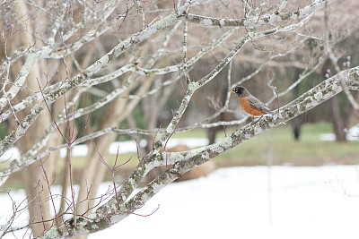 美丽的知更鸟在雨雪中