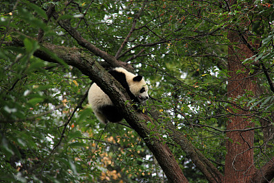 中国:熊猫