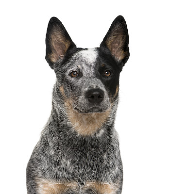 澳大利亚斗牛犬