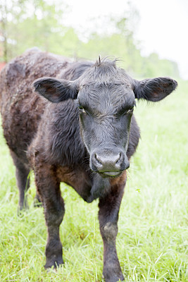 农场上的一头黑色安格斯牛的肖像