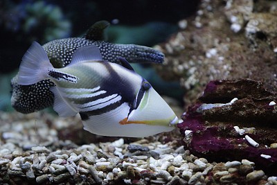 鳞鲀
