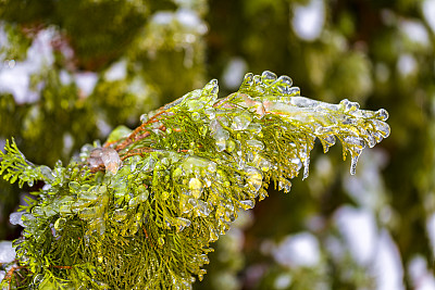 雨夹雪