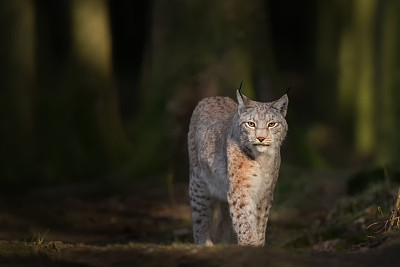 美洲山猫
