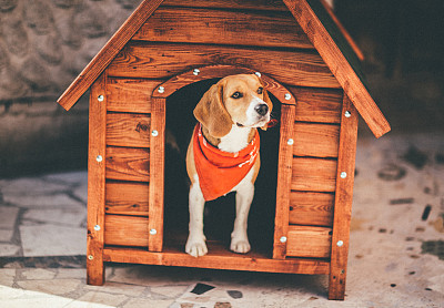 比格犬