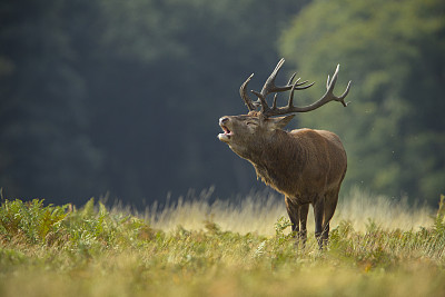 红鹿(Cervus elaphus)