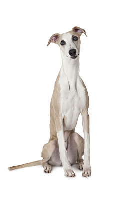 纯种犬